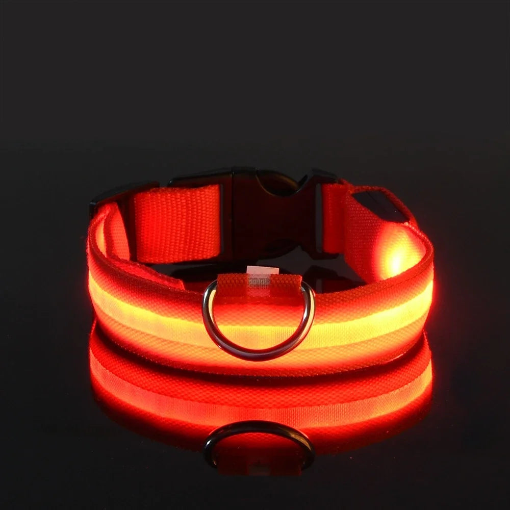 Coleira LED para Cães – Segurança e Estilo no Escuro!